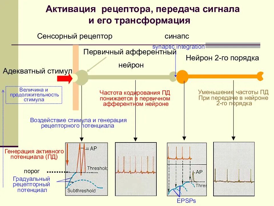 Кодировка информации в нейроне:. Генерация рецепторного потенциала. Сила раздражителя в рецепторе кодируется. Трансформация рецепторных потенциалов в потенциалы действия.