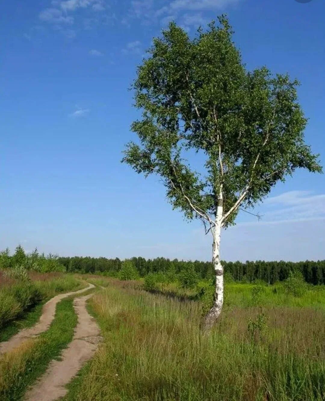 Береза белокорая. Одинокая береза. Береза одна. Красивая береза. Едем в березку