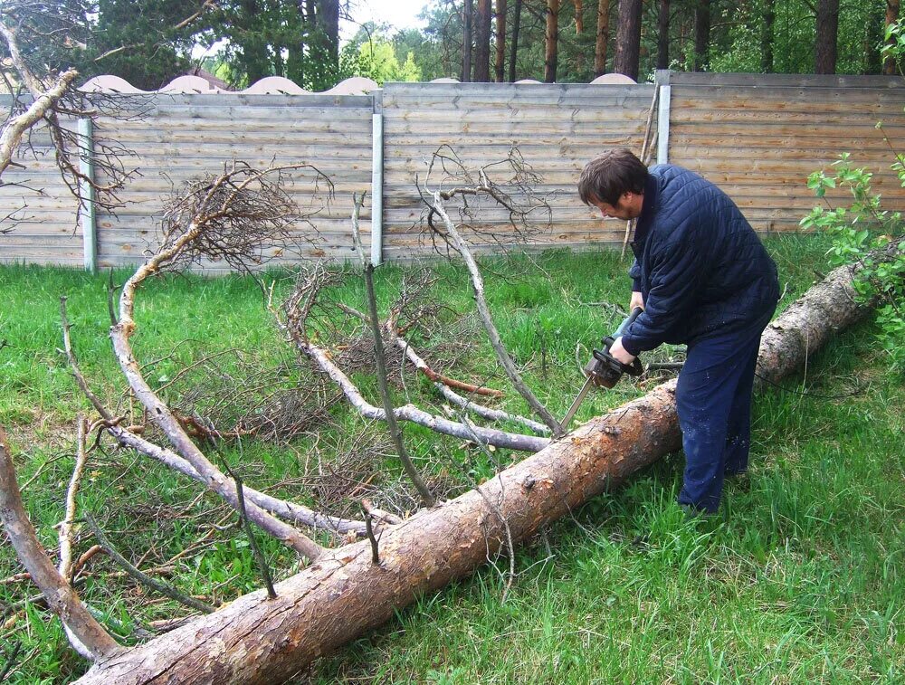Спил деревьев дачных участках. Спиливание деревьев на участке. рубка деревьев. пилим деревья на участке. вырубка деревьев на участке.