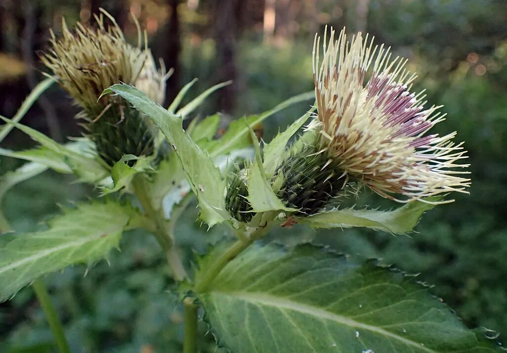 Как пишется сорняк. Бодяк огородный Círsium oleráceum. Растение Бодяк огородный (Cirsium oleraceum). Бодяк овощной. Бодяк обыкновенный (Cirsium vulgare).