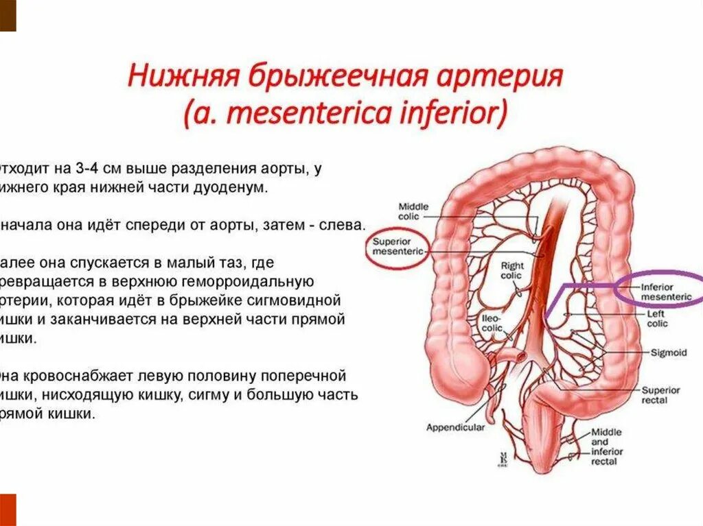 Ветви верхней брыжеечной артерии схема. Верхние и нижние брыжеечные. Анатомия нижней брыжеечной вены. Верхние и нижние брыжеечные. Верхняя брыжеечная артерия анатомия.