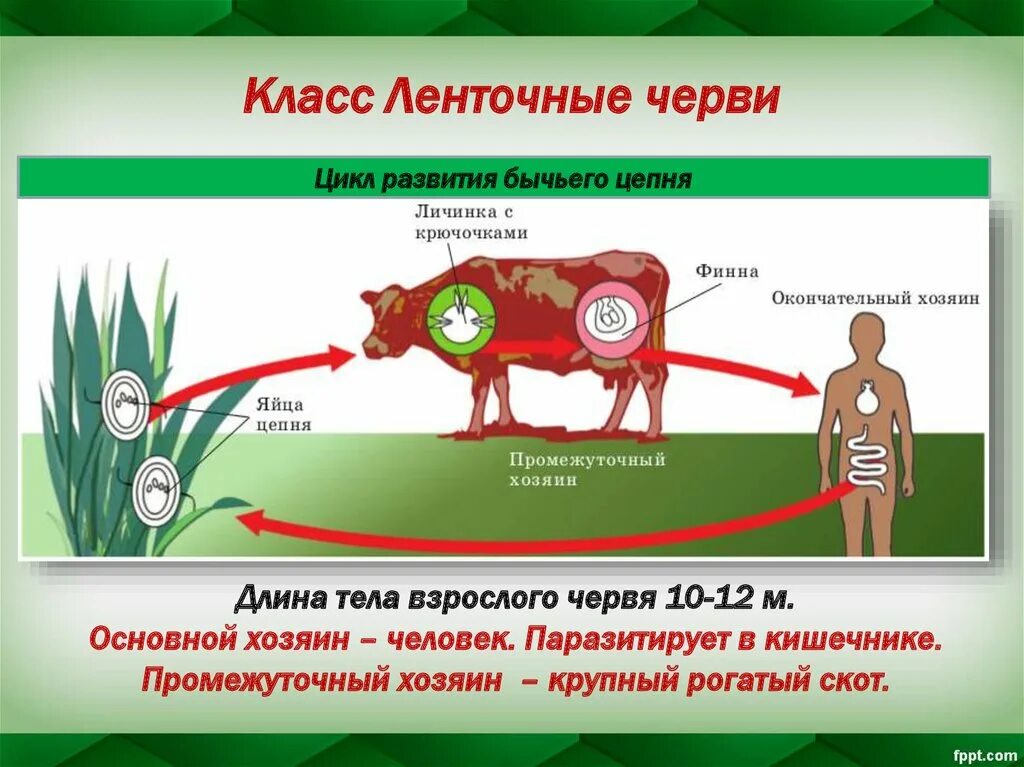 Жизненный цикл бычьего цепня начиная с яиц