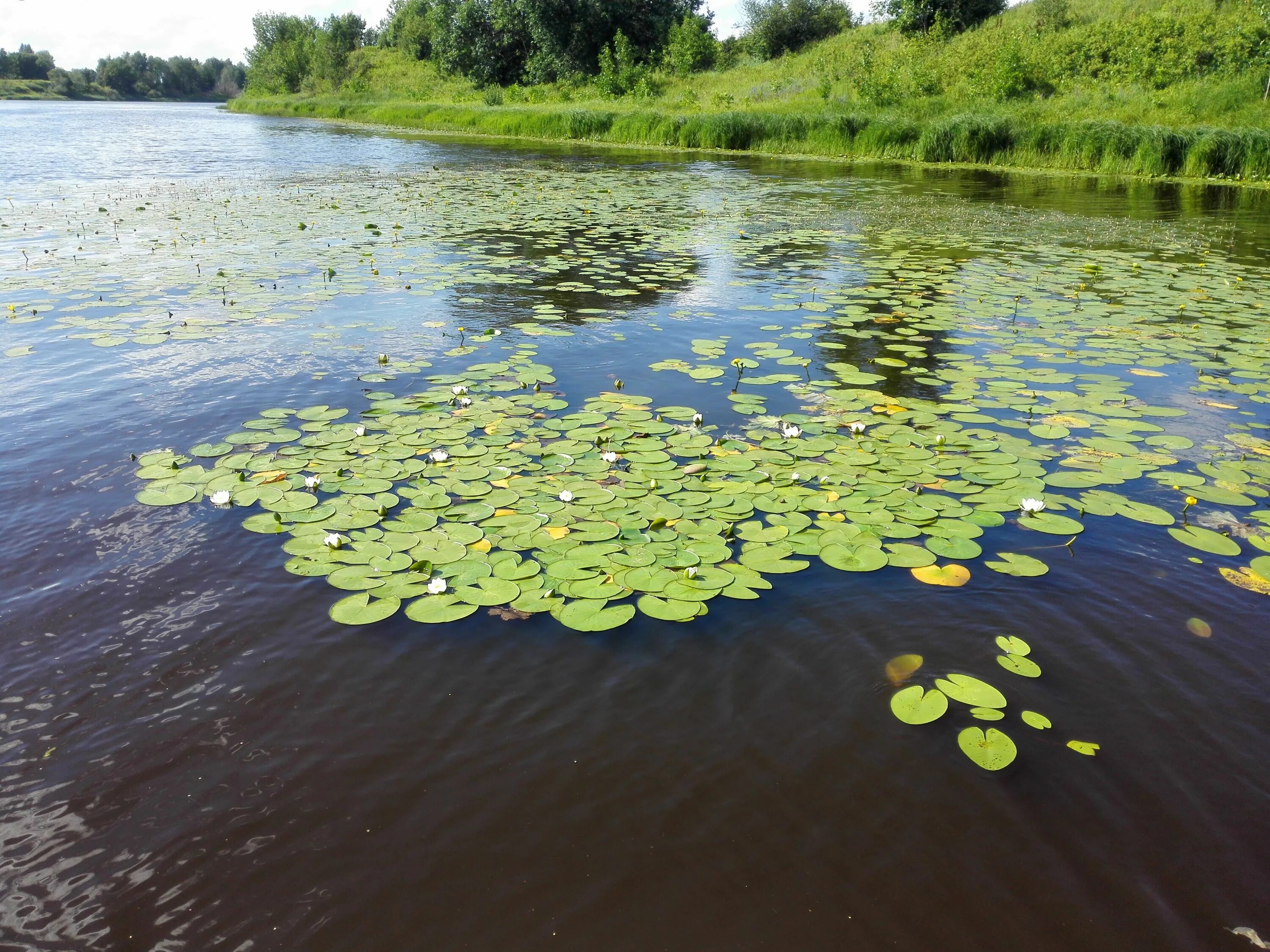 Река с кувшинками