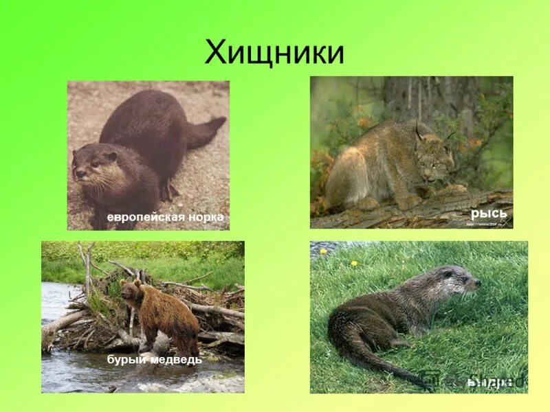 Проект разнообразие природы родного края мордовия