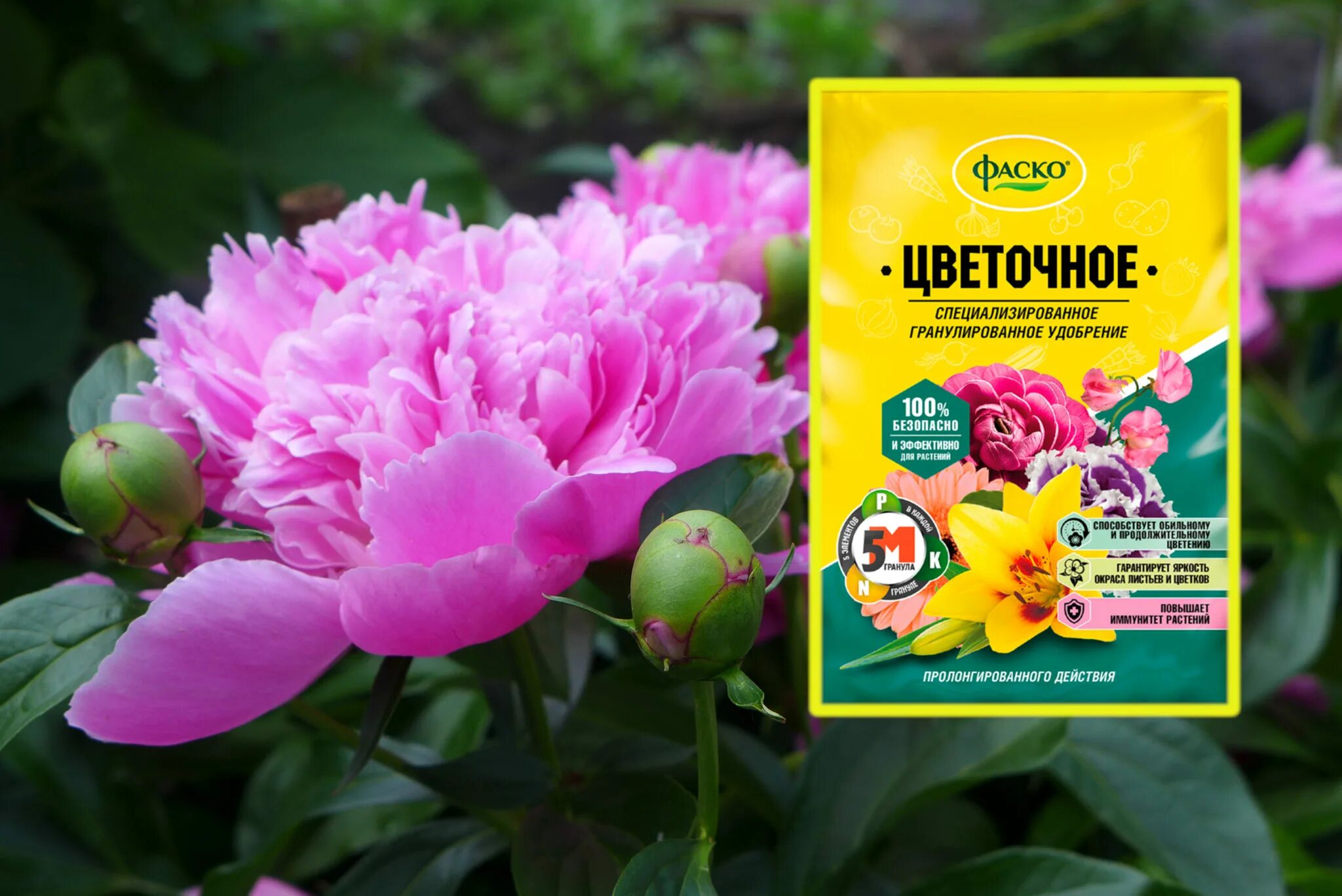 Подкормка пионов после зимы. Удобрение для пионов. удобрение пиона. удобрение для пионов весной. подкормка пионов весной.
