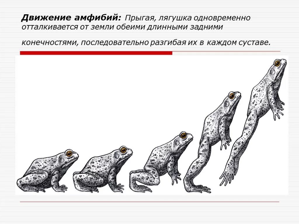 Особенности передвижения животных. Способ передвижения земноводных. Способ передвижения лягушки амфибий. Органы движения животных. Способы передвижения животных.