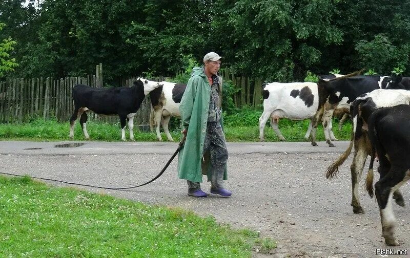 В деревне пасут коров. Пастух коров. пастух гор. коровы и пастух в деревне. деревенские коровы.