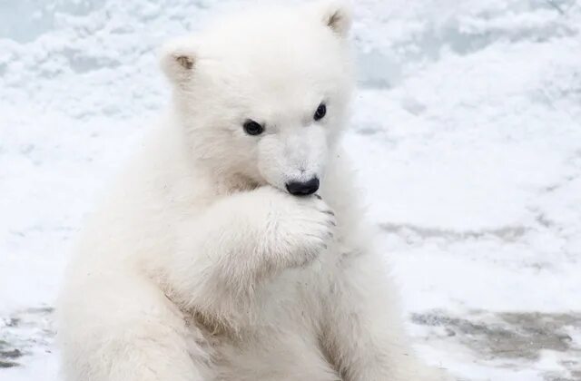 Baby Polar Bear!!!! :D Baby polar bears, Cute polar bear, Polar bear