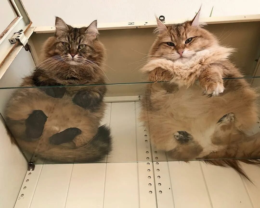 Кошка снизу. Котики на стеклянном столе. Коты на стеклянном столе. Коты на стеклянных столиках. Смешные ракурсы котов.