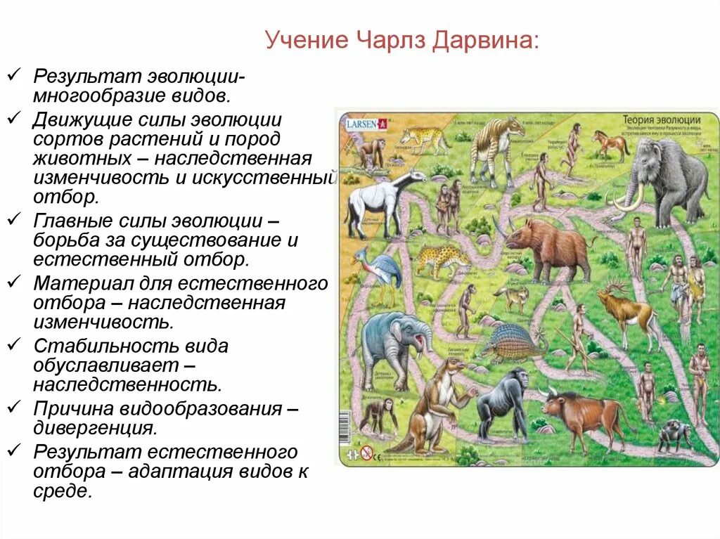 Многообразие животных результат эволюции. Многообразие видов. Движущие силы эволюции растений. Видовое разнообразие Эволюция. Адаптации дарвин