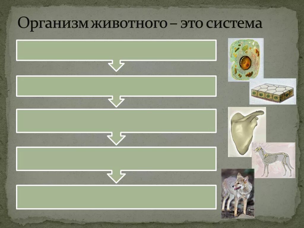 Животный организм и его особенности. Животные организмы и его особенности. Животный организм и его особенности 9 класс. Презентация животный организм и его особенности. Animal organism