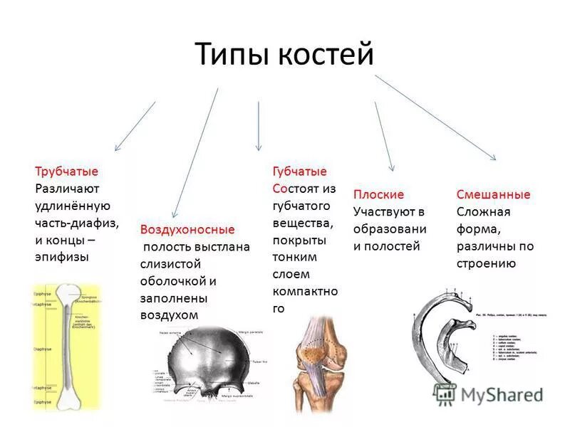 Классификация костей схема трубчатые губчатые плоские смешанные. Трубчатые губчатые плоские кости таблица. Кости трубчатые губчатые плоские смешанные. Типы строения костей. Ребра трубчатые