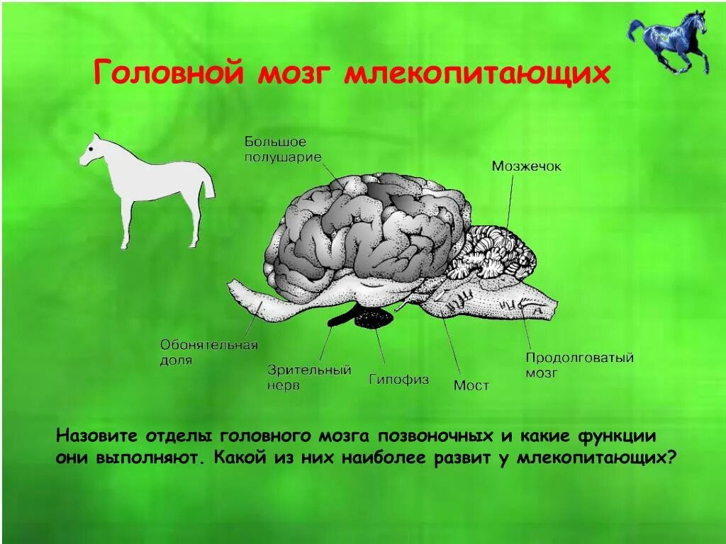 Функции головного мозга млекопитающих. Структуры мозга млекопитающих. Строение головного мозга млекопитающих. Функции отделов мозга млекопитающих.