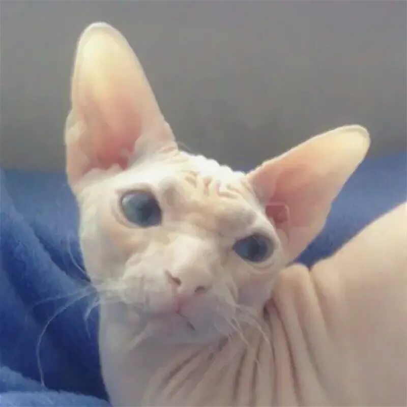 Новорожденные котята канадского сфинкса. Сфинксы котята редкого окраса. Сатка сфинкс. Лоток для сфинксов. Сфинкс оренбург кот.