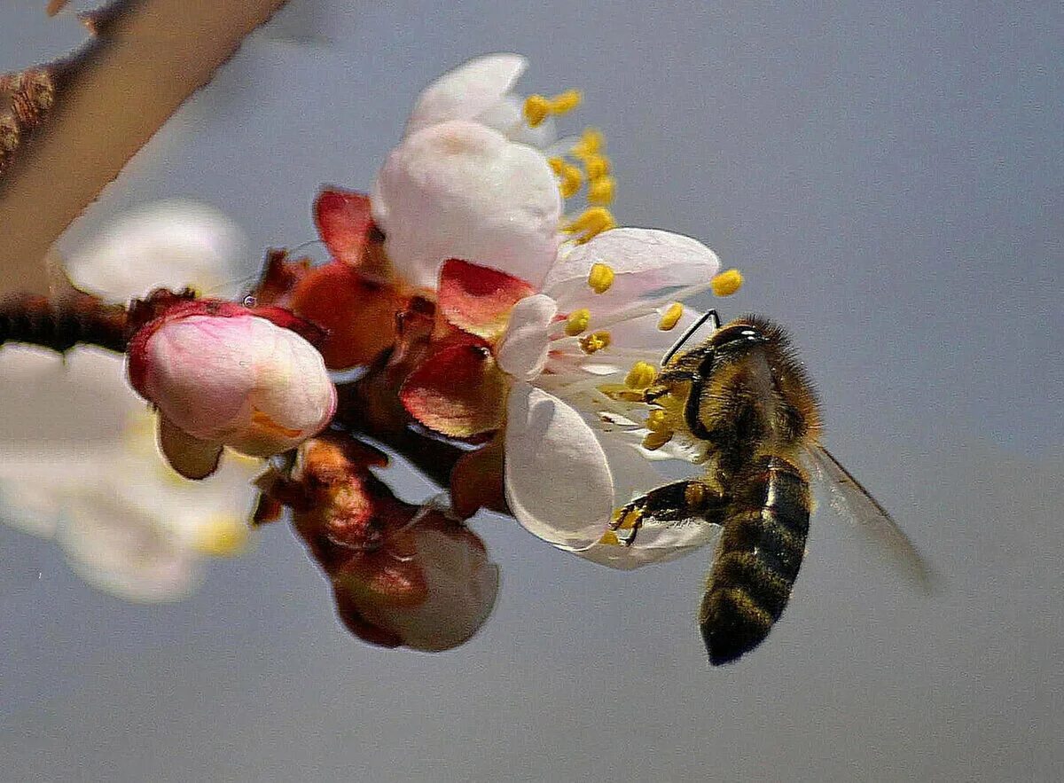 Первые весенние пчелы. Пчела ранней весной. Разбор предложения шмели гудят мед цветов собирают