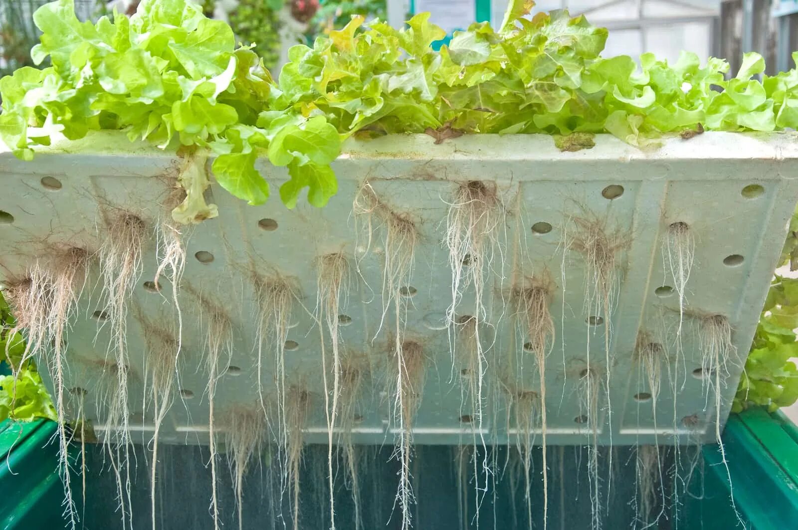 Plant culture. Аэропоника гидропоника аэропоника. Гидропоника Субстратная культура. Аэропоника морковь. Аэропоника корни.