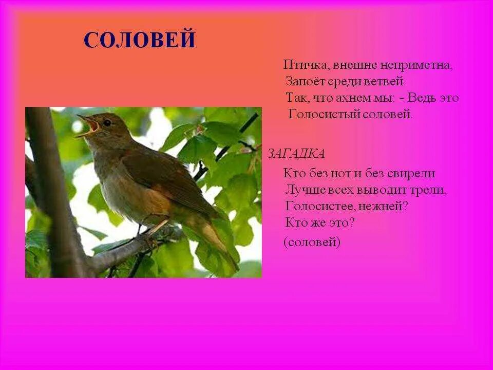 Стихотворение соловей текст. Загадка про соловья. Стишок про соловья. Соловьи стих. Соловей для детей.