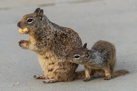 Детеныш белки