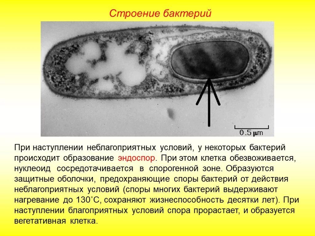 Оболочка споры бактерии