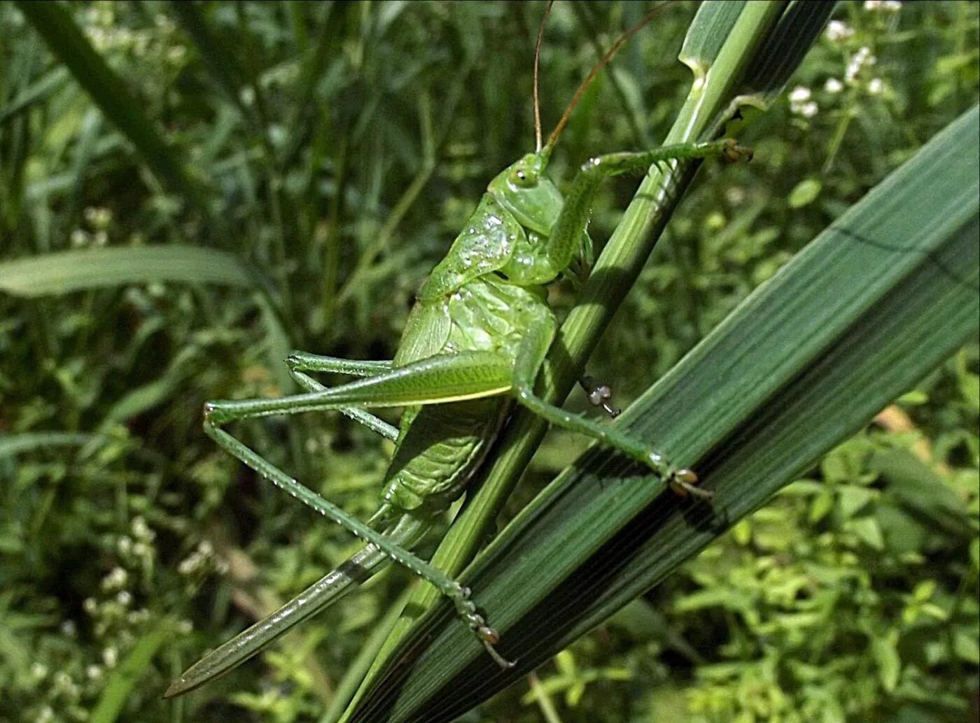 Neobarrettia spinosa кузнечик. кузнечик какой вид. кузнечик какой вид. кузнечик амбликорифа. кузнечик тетигония зеленый.