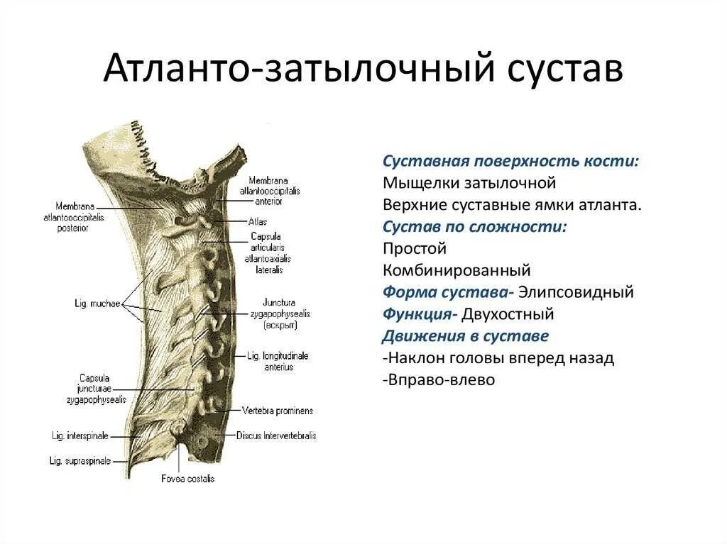 Соединения позвонков атланто-затылочный сустав анатомия. Атланто затылочный сустав анатомия строение. Классификация атланто затылочного сустава. Атланто затылочные суставы позвоночника.