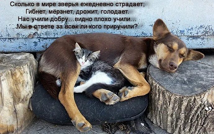 Кот принял угрожающую позу щенок тоже оскалился