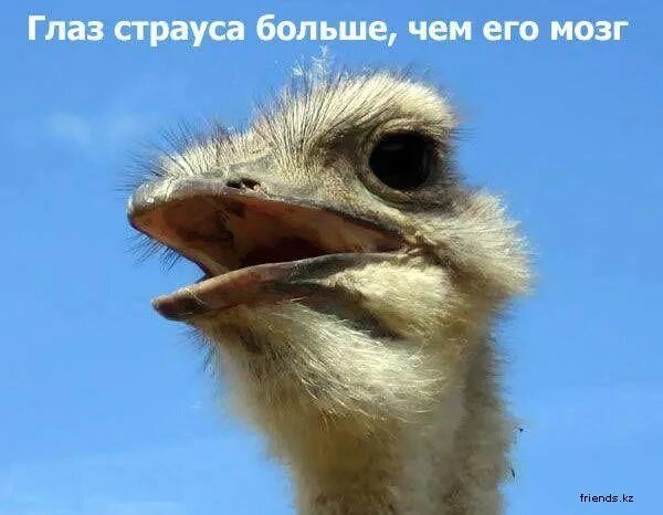 бешеный страус. самое тупое существо в мире. глаз страуса больше чем. размер мозга страуса. какое животное самое тупое безмозглое.