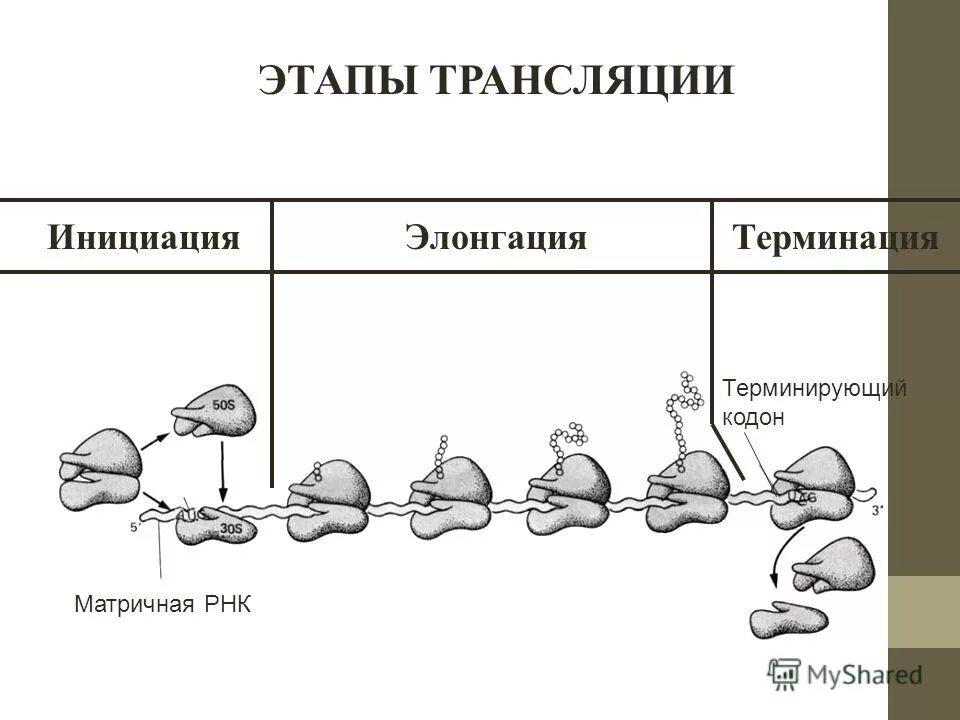 Эволюция белков ферментов