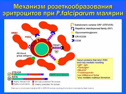 Малярия тесты с ответами