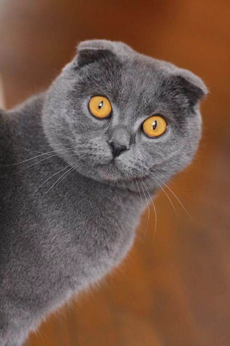 Шотландская кошка скоттиш фолд. Шотландская вислоухая хайленд кошка. Кошки с висячими ушами порода. Кошки с висячими ушами порода. Кошки с висячими ушами порода.