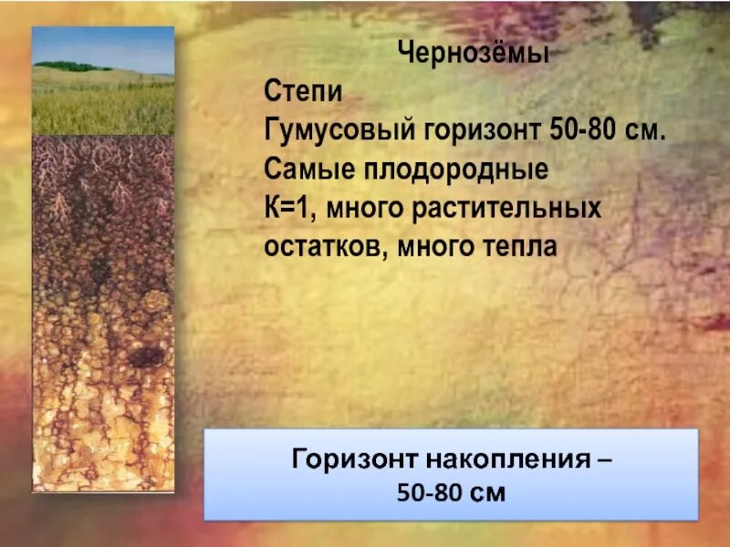 В какой природной зоне почвы наиболее плодородные. Черноземные степи. Степной чернозем. Степи с черноземными почвами. Плодородные степи.