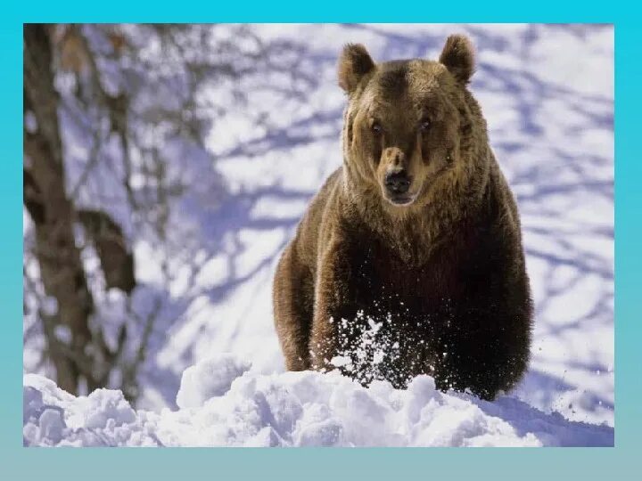 Как меняется шерсть у медведя зимой. Медведь зимой. медведь в зимнем лесу. дикие животные зимой. медведь зимой в лесу.