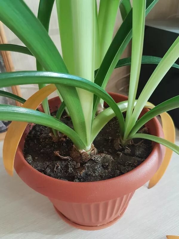 Кливия амариллис. Гиппеаструм индийский лук. Гиппеаструм листья. Гиппеаструм период покоя. Амариллис бутон.