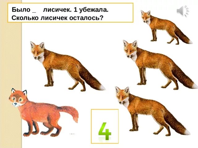 Сколько лет лиса. Сколько лису лет. количество малышей у лисы. сколько лет лисе. сколько было лис.