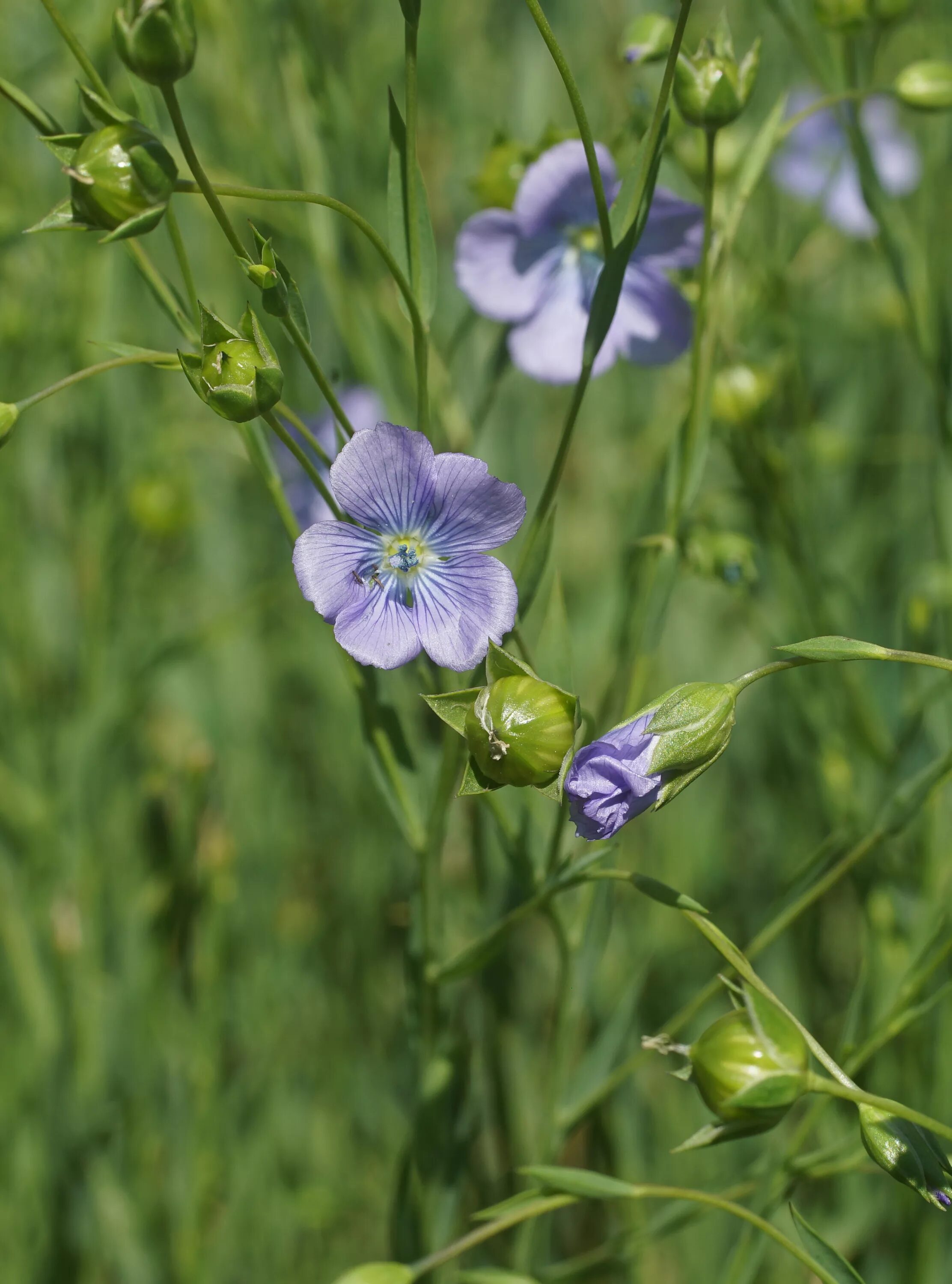 Лён обыкновенный (Linum usitatissimum l.). Лен обыкновенный - Linum usitatissimum. Лён обыкновенный долгунец. Лен обыкновенный ЛРС.