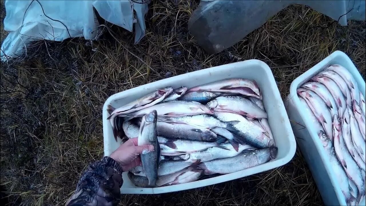 Хариус Воркута. Пелядь и хариус. Рыбалка на пелядь. Северная рыбалка.