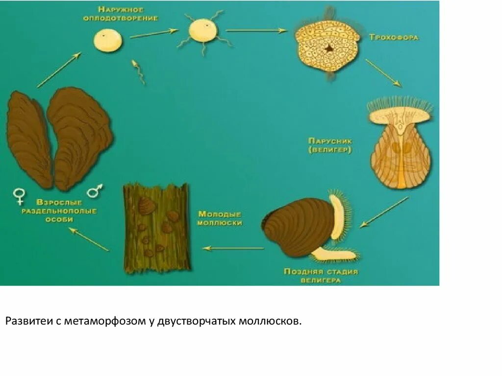 Способы размножения моллюсков. Цикл развития беззубки. Жизненный цикл беззубки. Моллюски цикл развития. Стадия развития двустворчатого моллюска.