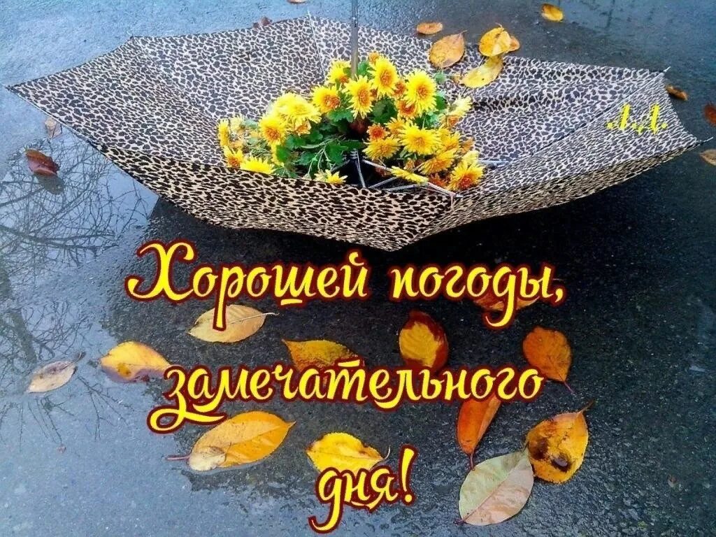 Доброе утро хорошего дня хорошей погоды. Хорошего настроения в дождливую осень. Доброе утро в любую погоду. Хорошей погоды и отличного настроения. Доброго осеннего субботнего дня.