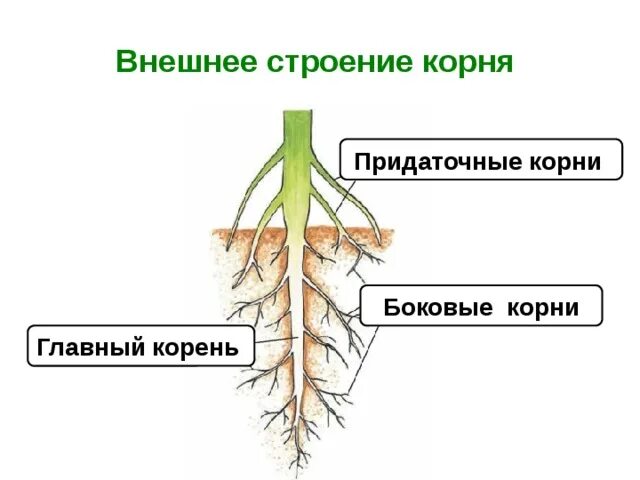 Придаточные корни на листе. Внешнее строение корня. Боковые корни. Главный корень боковой корень придаточный корень.