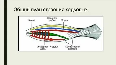 Тип нервной системы у хордовых животных