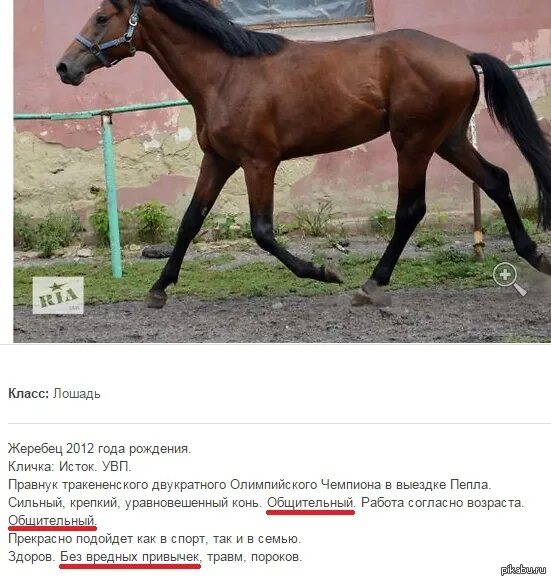 Номер телефона лошадей. Номер телефона лошадей. Конная фамилия. Номер телефона лошадей. Реклама конного клуба.