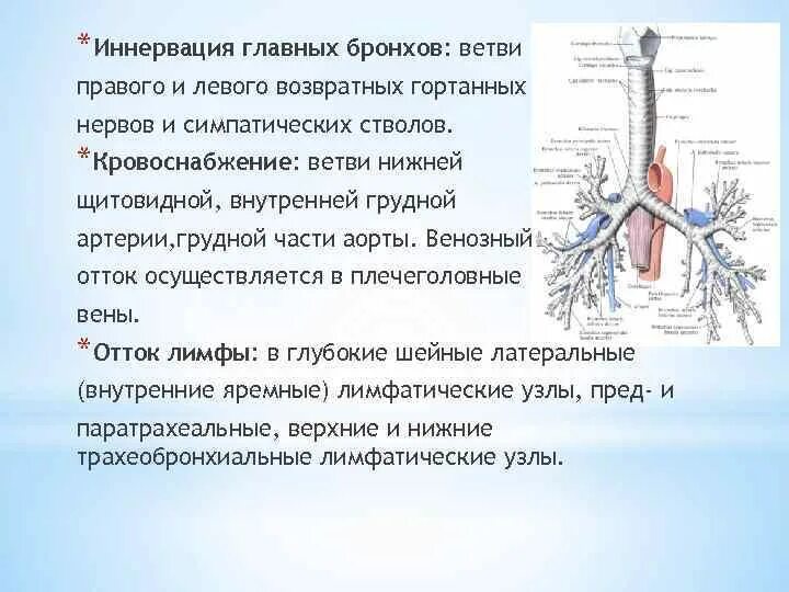 Трахея бронхи бронхиальное дерево. Кровоснабжение трахеи и бронхов анатомия. Кровоснабжение бронхиального дерева. Иннервация трахеи. Легкие артерии и вены