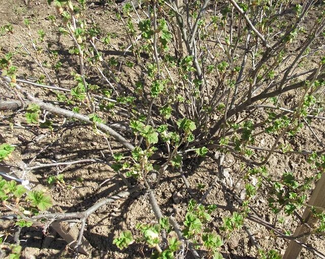 Смородинный почковый клещ. Почковый клещ смородины. Почковый клещ на смородине. Смородиновый почковый клещ меры борьбы. Обработка смородины от почкового клеща весной