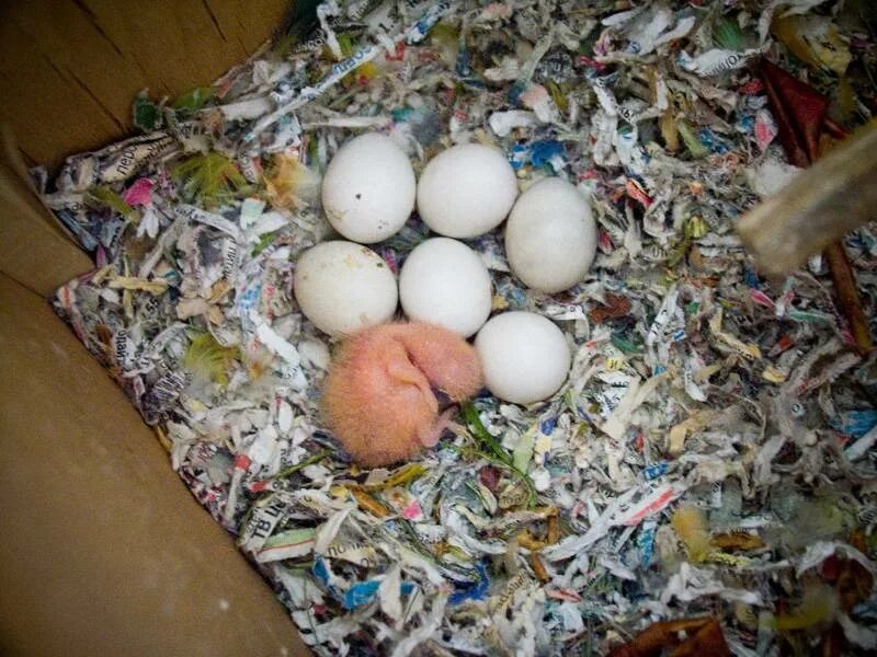Можно давать яйца попугаям. Гнездо для попугаев неразлучников. Попугаи неразлучники птенцы яйца. Яйца и птенец неразлучников. Вылупление птенца волнистого попугая.