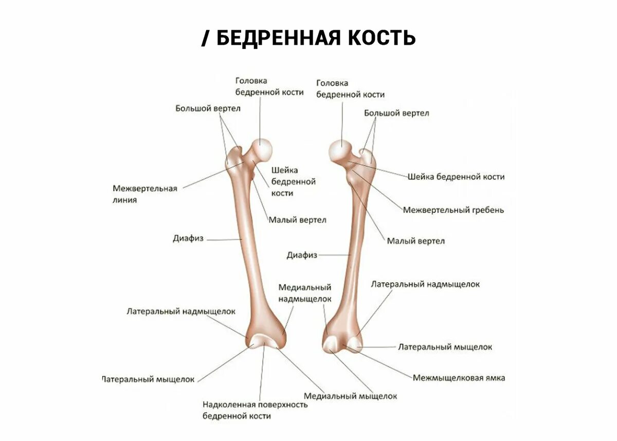 С какими костями соединяется бедренная кость. Большой и малый вертелы бедренной кости. Бедренная кость, анатомические структуры. Строение бедра анатомия кость. Бедренная кость малый вертел.
