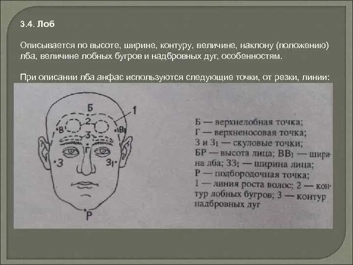 Лоб по высоте и ширине. Наклон положение лба. Лоб криминалистика. Лоб по высоте криминалистика.