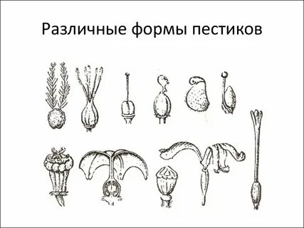 Типы рыльца
