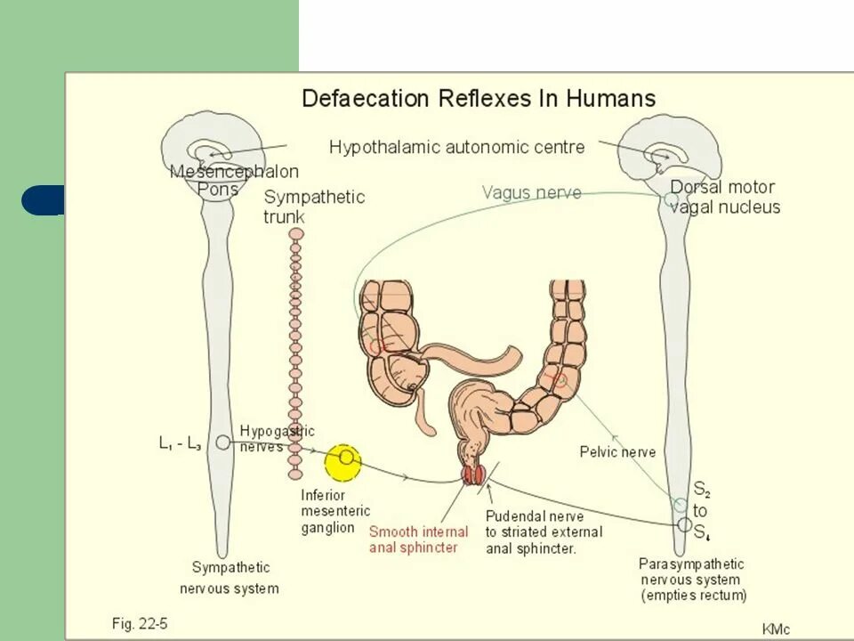 Дефекация у человека. Рефлекторная дуга акта дефекации схема. Дефекация физиология. Акт дефекации физиология.