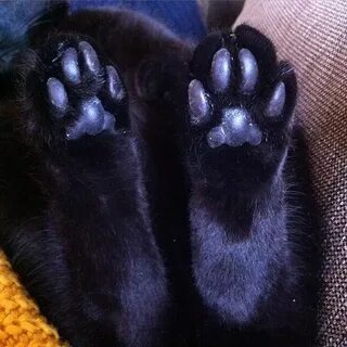 Лапы черного кота