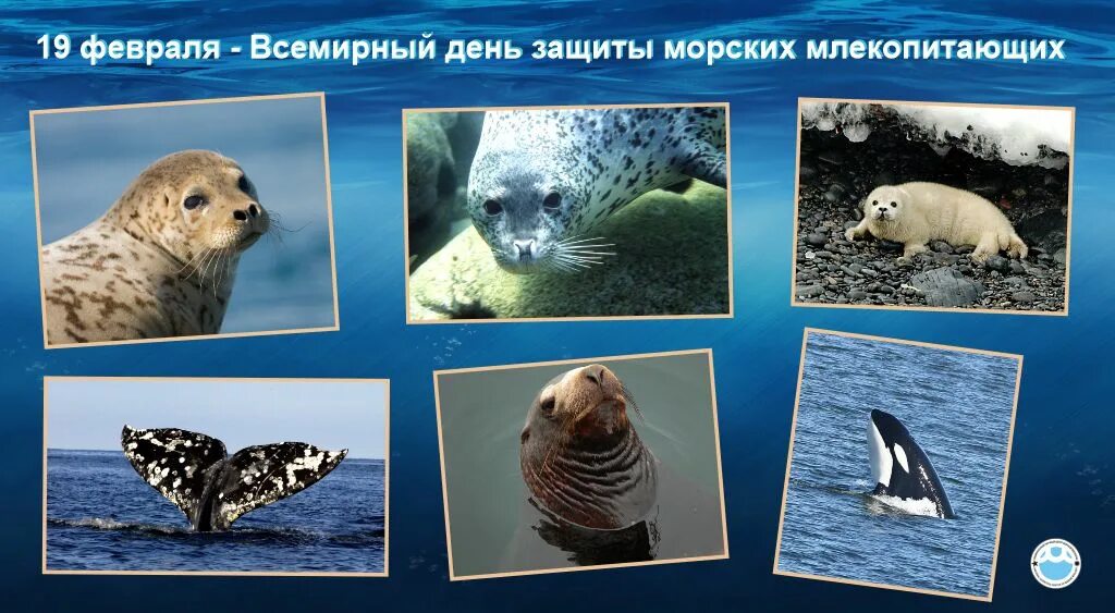 19 февраля всемирный день защиты морских млекопитающих. 19 февраля всемирный день защиты морских млекопитающих. День млекопитающих 19 февраля. День млекопитающих 19 февраля. 19 февраля - всемирный день китов и морских млекопитающих.